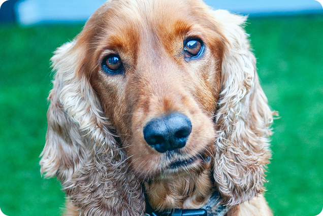 Kapky do uší pro psy